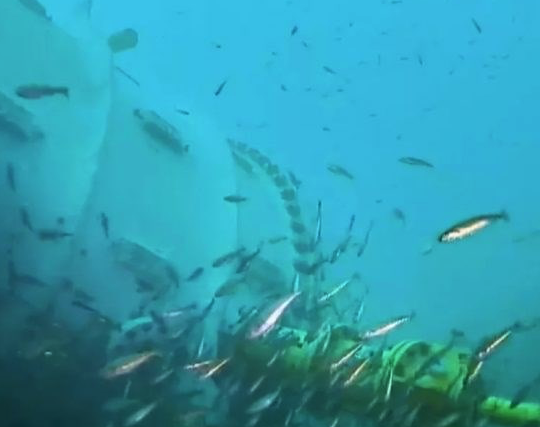 微软海底服务器影像曝光：遭鱼类围观