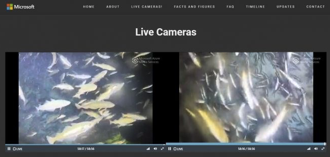 微软海底服务器影像曝光：遭鱼类围观